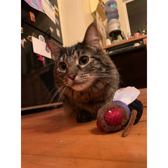 Jeff the Fly Crinkle Toy