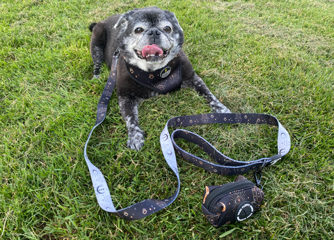 Cat or Small Dog Manifest That Sh*t Reversible Harness Bundle