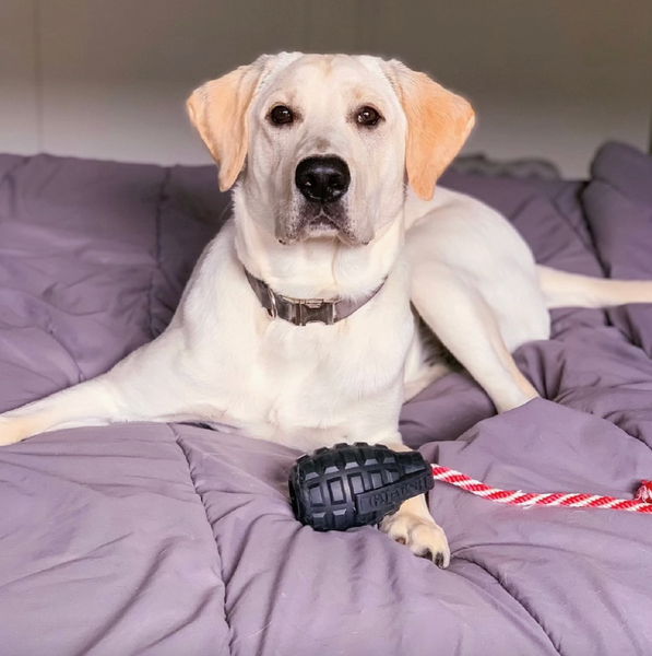 dog with toy