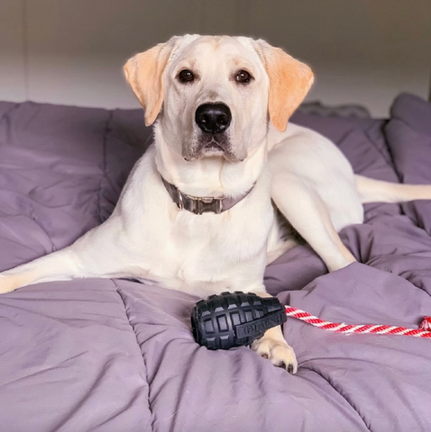 dog with toy