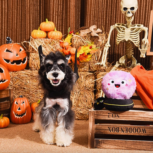 dog with toy