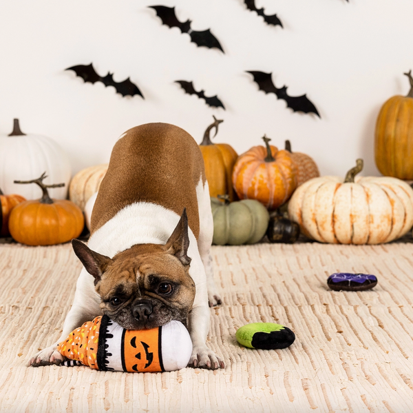 dog with toy