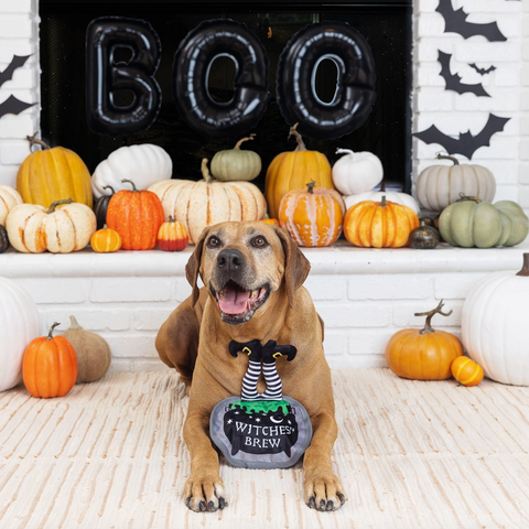 Edibles – Spooky Pups