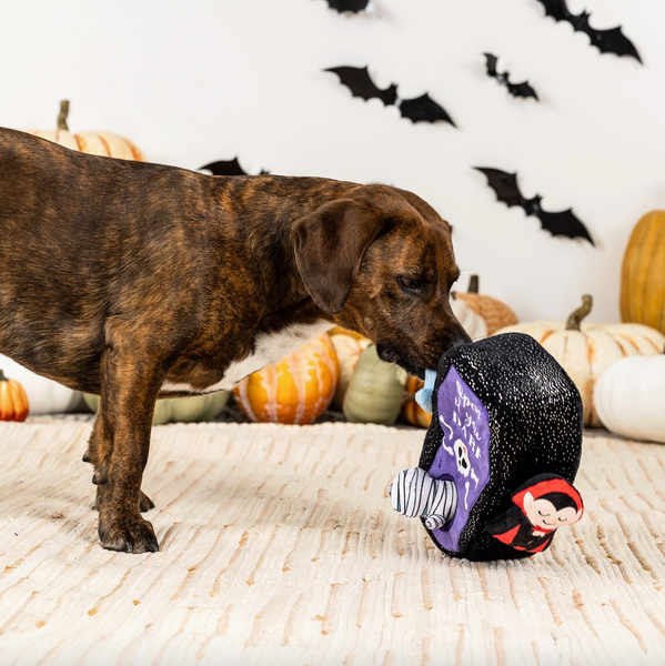dog with toy