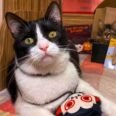 Vampurr Teaser Toy