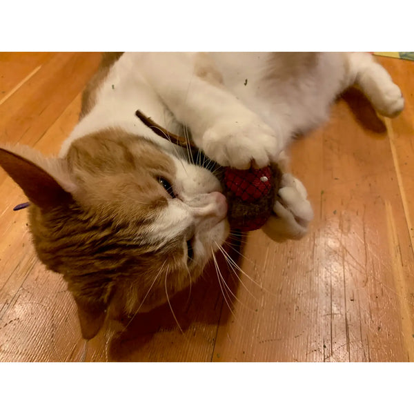 Jeff the Fly Crinkle Toy
