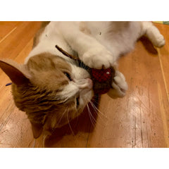 Jeff the Fly Crinkle Toy