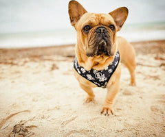 dog in harness at beach