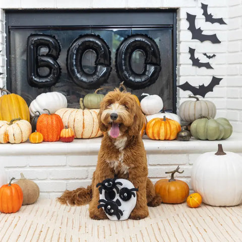 dog with toy