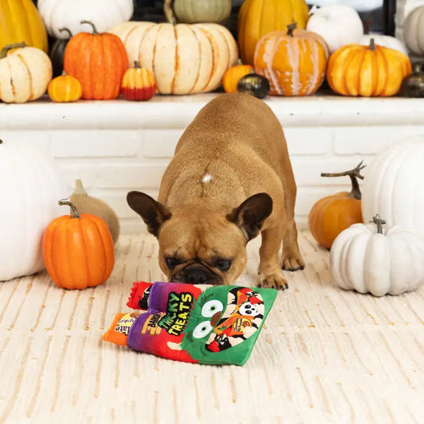 dog with toy